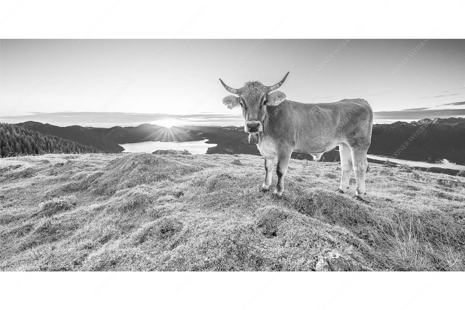 Tiroler Grauvieh auf der Sommerweide am Simetsberg im Estergebirge - Neugier - Seitenverhältnis 2:1 - Almvieh am Simetsberg - weitere Infos unter https://www.kriner-weiermann.de