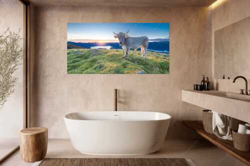 Tiroler Grauvieh auf der Sommerweide am Simetsberg im Estergebirge - Neugier - Wandbild - Größe ca. 180x90cm, Seitenverhältnis 2:1 - Almvieh am Simetsberg - weitere Infos unter https://www.kriner-weiermann.de