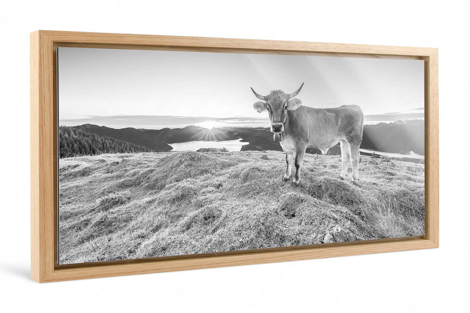 Neugier – Foto im Schattenfugen-Rahmen, Seitenverhältnis 2:1 — Almvieh am Simetsberg Tiroler Grauvieh auf der Sommerweide am Simetsberg im Estergebirge - Neugier - Foto im Schattenfugen-Rahmen, Seitenverhältnis 2:1 - Almvieh am Simetsberg - weitere Infos unter https://www.kriner-weiermann.de