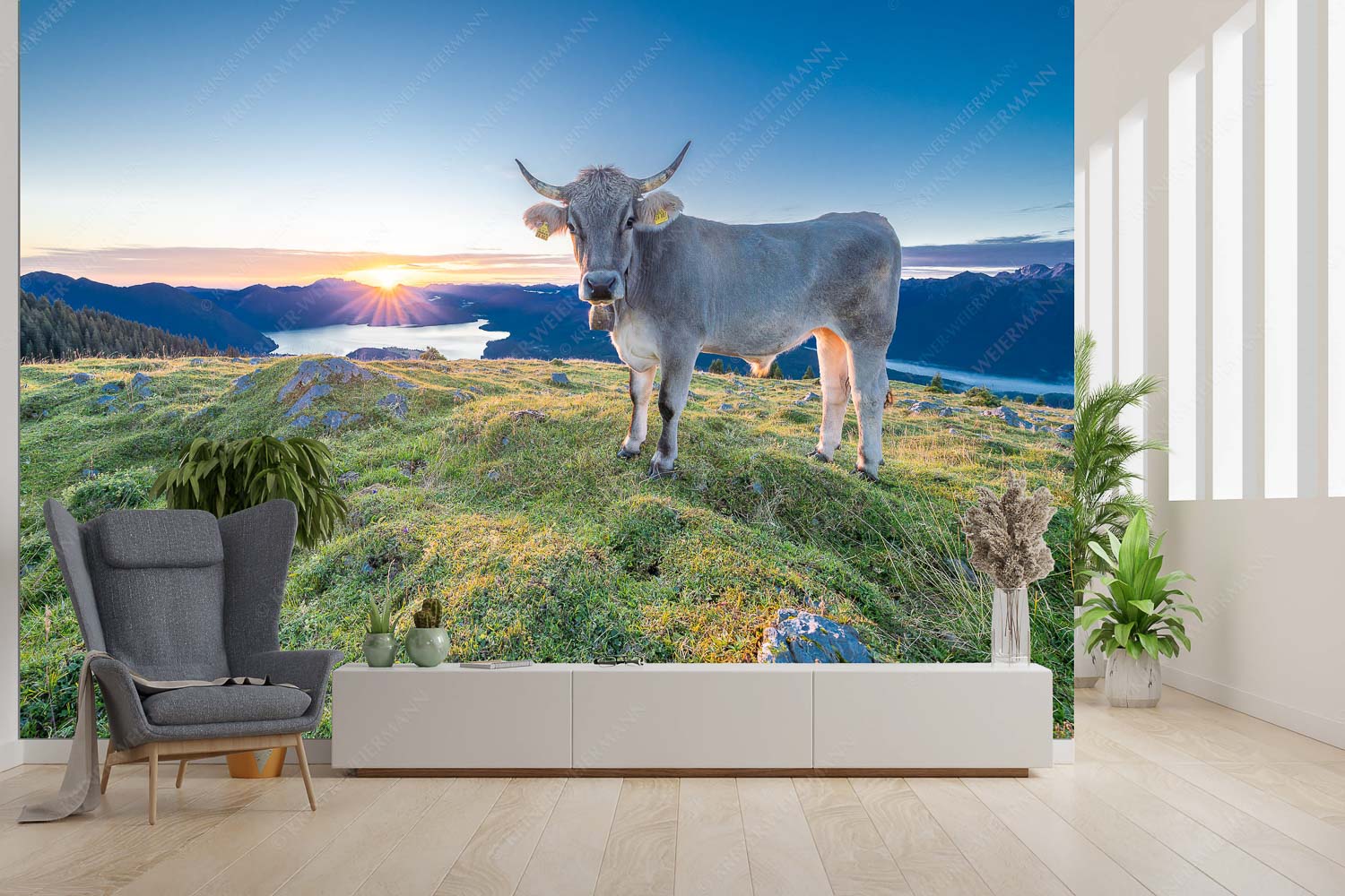 Neugier – Fototapete – Größe ca. 300x200cm, Seitenverhältnis 3:2 — Almvieh am Simetsberg Tiroler Grauvieh auf der Sommerweide am Simetsberg im Estergebirge - Neugier - Fototapete - Größe ca. 300x200cm, Seitenverhältnis 3:2 - Almvieh am Simetsberg - weitere Infos unter https://www.kriner-weiermann.de