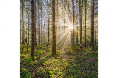 Mystischer Herbstwald im Morgenlicht mit Nebel und Sonnenstrahlen - Waldleuchten - Seitenverhältnis 1:1 - Streiflicht Herbstwald - weitere Infos unter https://www.kriner-weiermann.de
