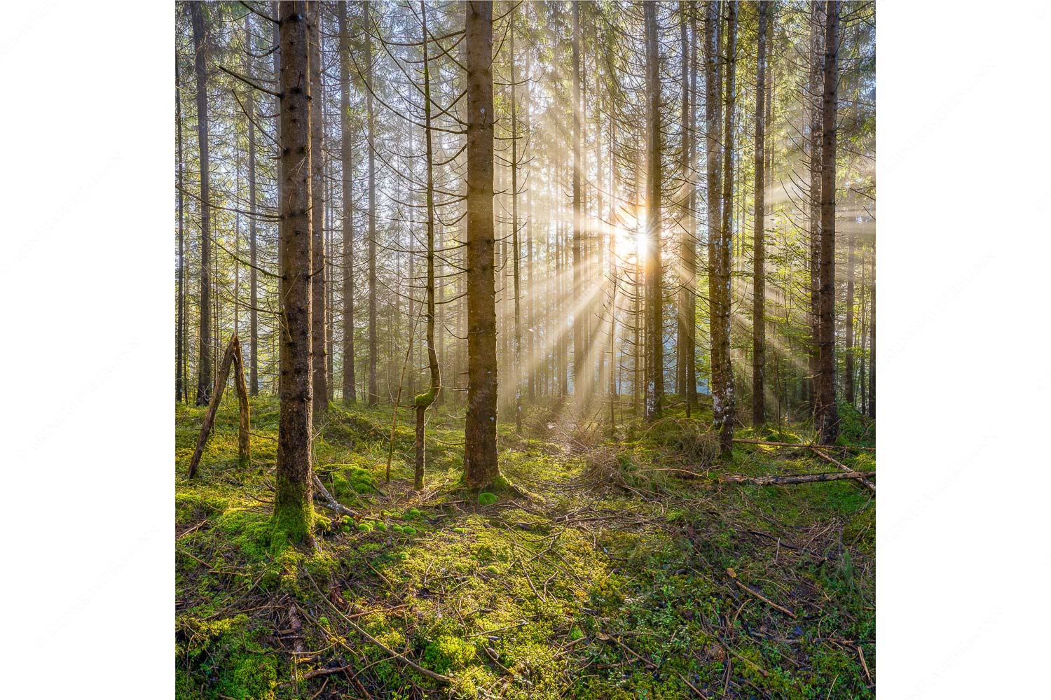 Waldleuchten – Seitenverhältnis 1:1 — Streiflicht Herbstwald Mystischer Herbstwald im Morgenlicht mit Nebel und Sonnenstrahlen