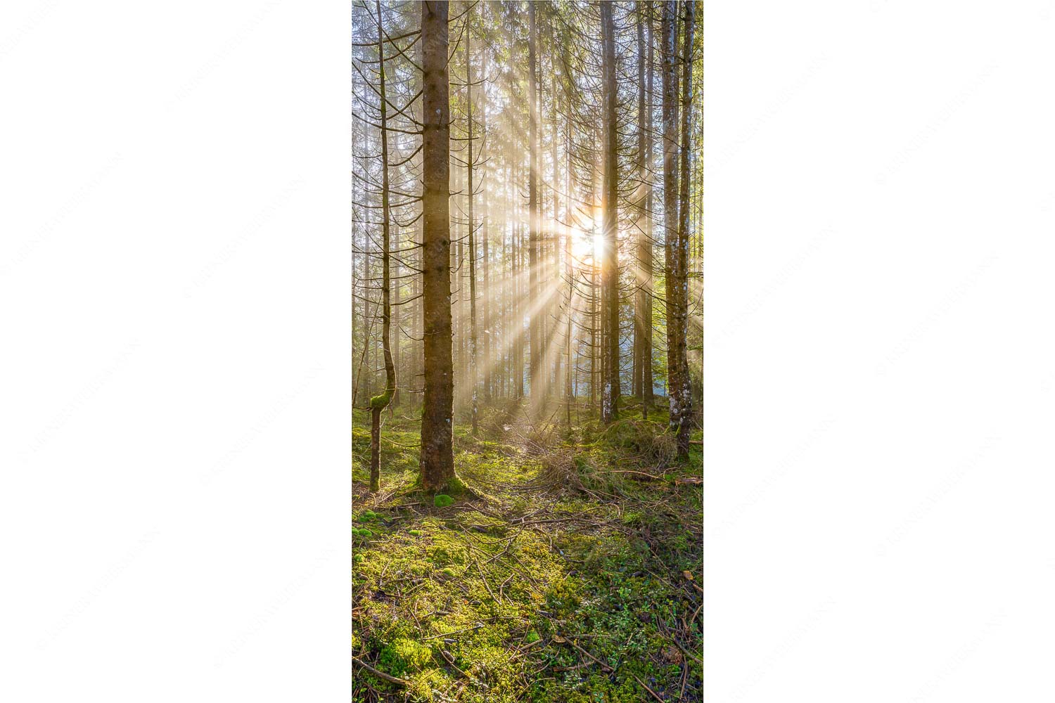 Mystischer Herbstwald im Morgenlicht mit Nebel und Sonnenstrahlen