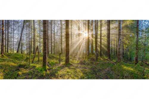 Mystischer Herbstwald im Morgenlicht mit Nebel und Sonnenstrahlen - Waldleuchten - Seitenverhältnis 2,5:1 - Streiflicht Herbstwald - weitere Infos unter https://www.kriner-weiermann.de