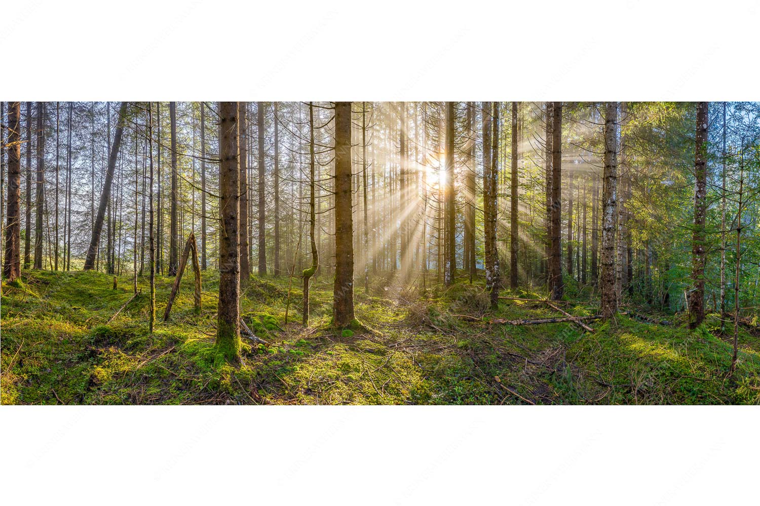 Mystischer Herbstwald im Morgenlicht mit Nebel und Sonnenstrahlen