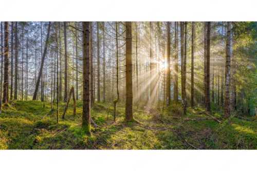 Mystischer Herbstwald im Morgenlicht mit Nebel und Sonnenstrahlen - Waldleuchten - Seitenverhältnis 2:1 - Streiflicht Herbstwald - weitere Infos unter https://www.kriner-weiermann.de