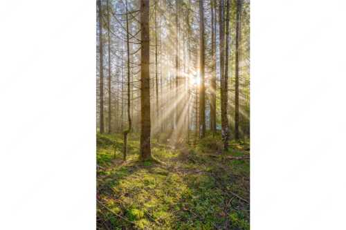 Mystischer Herbstwald im Morgenlicht mit Nebel und Sonnenstrahlen - Waldleuchten - Seitenverhältnis 2:3 - Streiflicht Herbstwald - weitere Infos unter https://www.kriner-weiermann.de