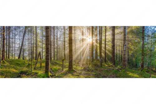 Mystischer Herbstwald im Morgenlicht mit Nebel und Sonnenstrahlen - Waldleuchten - Seitenverhältnis 3:1 - Streiflicht Herbstwald - weitere Infos unter https://www.kriner-weiermann.de