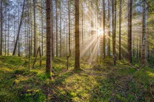Mystischer Herbstwald im Morgenlicht mit Nebel und Sonnenstrahlen - Waldleuchten - Seitenverhältnis 3:2 - Streiflicht Herbstwald - weitere Infos unter https://www.kriner-weiermann.de