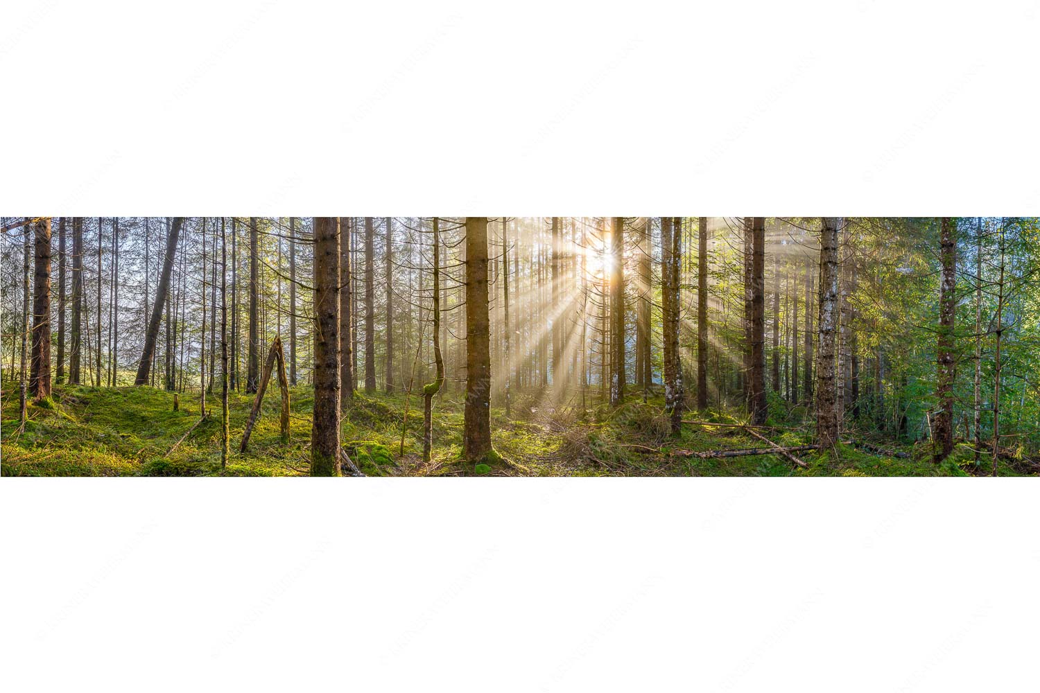 Mystischer Herbstwald im Morgenlicht mit Nebel und Sonnenstrahlen