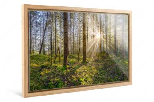 Mystischer Herbstwald im Morgenlicht mit Nebel und Sonnenstrahlen - Waldleuchten - Foto im Schattenfugen-Rahmen, Seitenverhältnis 3:2 - Streiflicht Herbstwald - weitere Infos unter https://www.kriner-weiermann.de