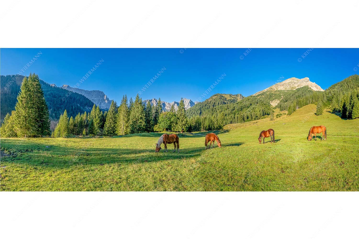 Pferde auf der Brandlealm mit Soiernspitze und Karwendelgebirge
