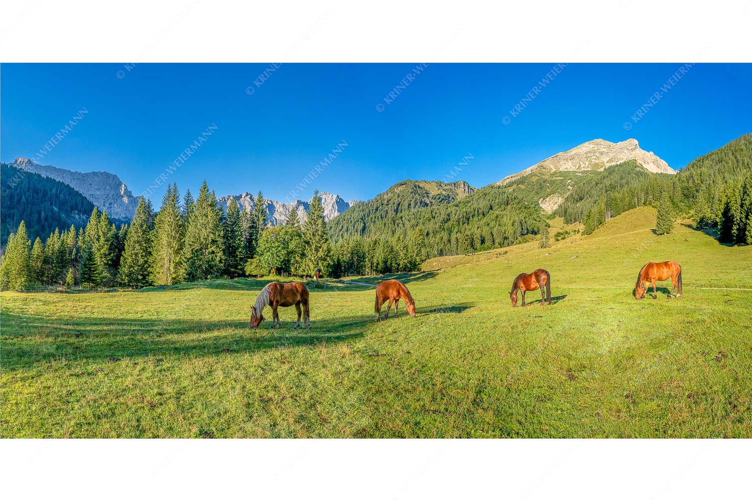 Pferde auf der Brandlealm mit Soiernspitze und Karwendelgebirge - Almharmonie - Seitenverhältnis 2:1 - Pferde Brandlealm Karwendel - weitere Infos unter https://www.kriner-weiermann.de