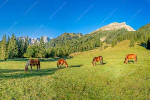 Pferde auf der Brandlealm mit Soiernspitze und Karwendelgebirge - Almharmonie - Seitenverhältnis 3:2 - Pferde Brandlealm Karwendel - weitere Infos unter https://www.kriner-weiermann.de