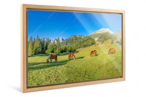 Pferde auf der Brandlealm mit Soiernspitze und Karwendelgebirge - Almharmonie - Foto im Schattenfugen-Rahmen, Seitenverhältnis 3:2 - Pferde Brandlealm Karwendel - weitere Infos unter https://www.kriner-weiermann.de