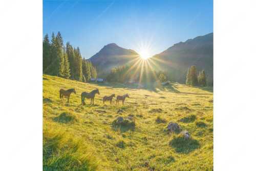Sonnenaufgang auf der Brandlealm im Karwendelgebirge - Almpferde - Seitenverhältnis 1:1 - Brandlealm - weitere Infos unter https://www.kriner-weiermann.de