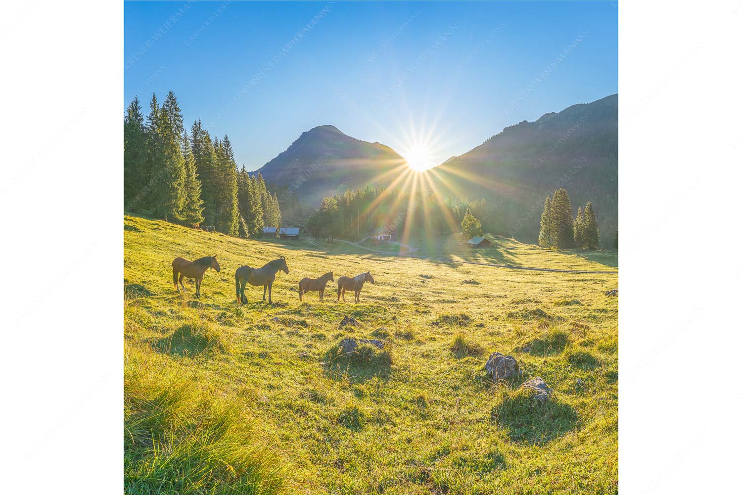 Almpferde – Seitenverhältnis 1:1 — Brandlealm Sonnenaufgang auf der Brandlealm im Karwendelgebirge