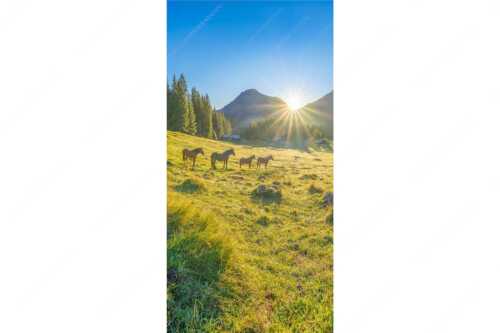 Sonnenaufgang auf der Brandlealm im Karwendelgebirge - Almpferde - Seitenverhältnis 1:2 - Brandlealm - weitere Infos unter https://www.kriner-weiermann.de
