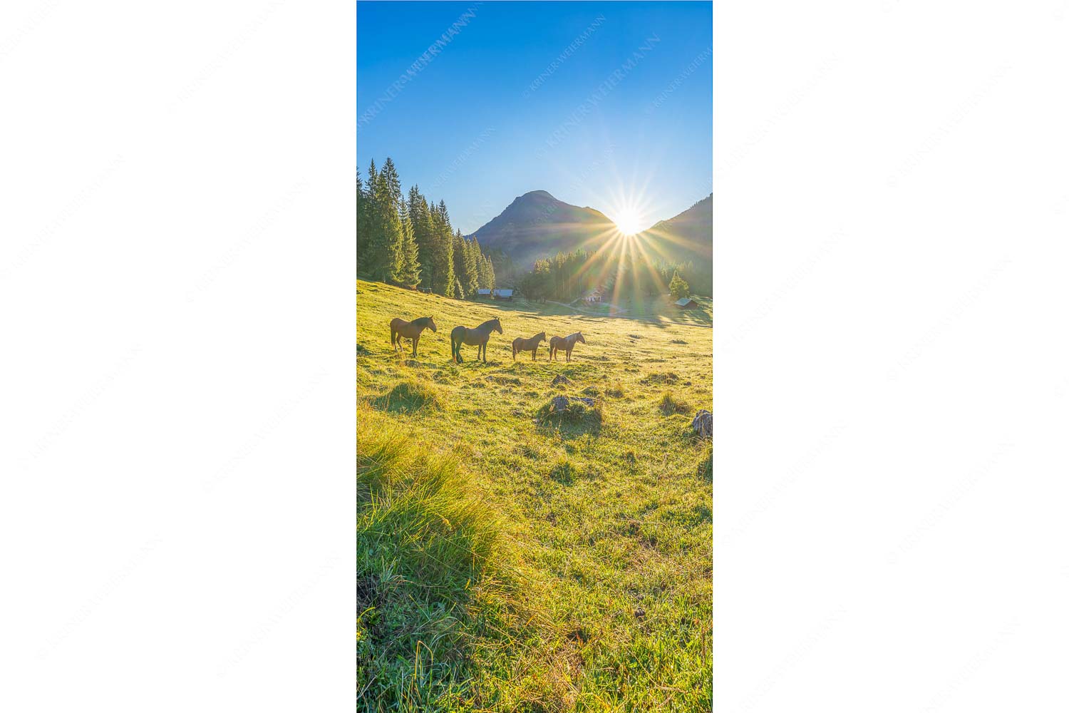 Almpferde – Seitenverhältnis 1:2 — Brandlealm Sonnenaufgang auf der Brandlealm im Karwendelgebirge