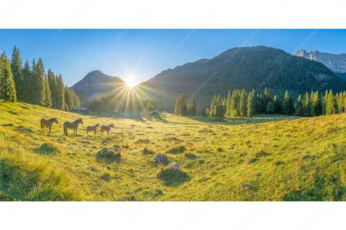 Sonnenaufgang auf der Brandlealm im Karwendelgebirge - Almpferde - Seitenverhältnis 2:1 - Brandlealm - weitere Infos unter https://www.kriner-weiermann.de