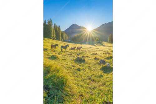 Sonnenaufgang auf der Brandlealm im Karwendelgebirge - Almpferde - Seitenverhältnis 2:3 - Brandlealm - weitere Infos unter https://www.kriner-weiermann.de