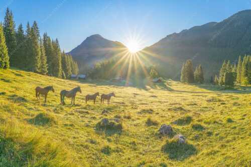 Sonnenaufgang auf der Brandlealm im Karwendelgebirge - Almpferde - Seitenverhältnis 3:2 - Brandlealm - weitere Infos unter https://www.kriner-weiermann.de