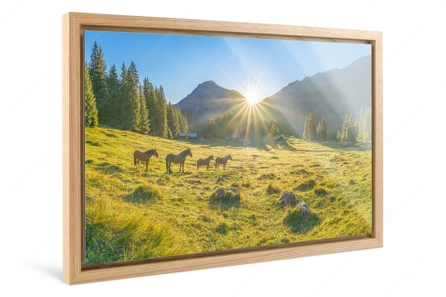 Sonnenaufgang auf der Brandlealm im Karwendelgebirge - Almpferde - Foto im Schattenfugen-Rahmen, Seitenverhältnis 3:2 - Brandlealm - weitere Infos unter https://www.kriner-weiermann.de