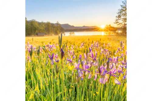 Schwertlilien im Sonnenaufgang im Oberen Isartal - Augenweide - Seitenverhältnis 1:1 - Schwertlilien Iris am Barmsee - weitere Infos unter https://www.kriner-weiermann.de