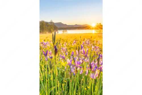 Schwertlilien im Sonnenaufgang im Oberen Isartal - Augenweide - Seitenverhältnis 2:3 - Schwertlilien Iris am Barmsee - weitere Infos unter https://www.kriner-weiermann.de