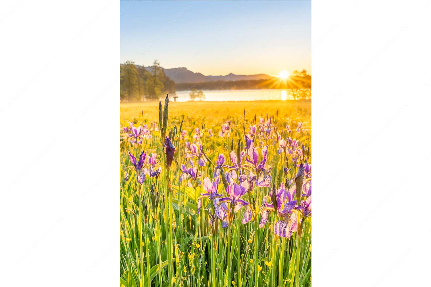 Schwertlilien im Sonnenaufgang im Oberen Isartal