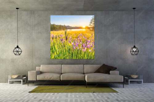 Schwertlilien im Sonnenaufgang im Oberen Isartal - Augenweide - Wandbild - Größe ca. 160x160cm, Seitenverhältnis 1:1 - Schwertlilien Iris am Barmsee - weitere Infos unter https://www.kriner-weiermann.de