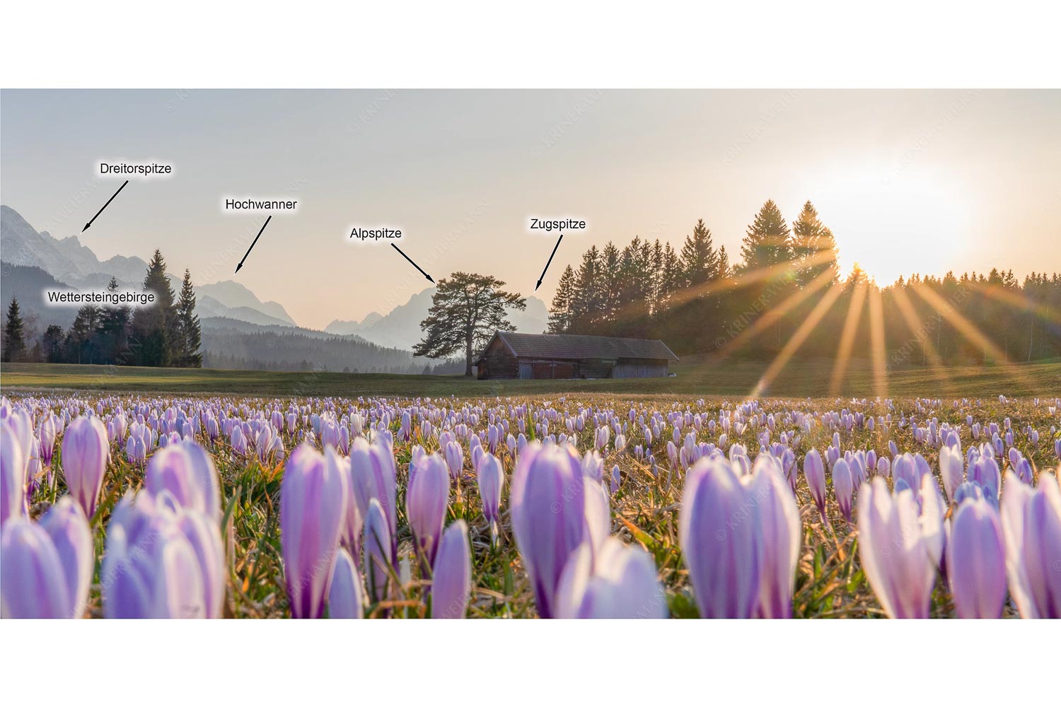 Krokuswiese bei Krün mit Wettersteingebirge - Wenn der Sommer nicht mehr weit ist - 
