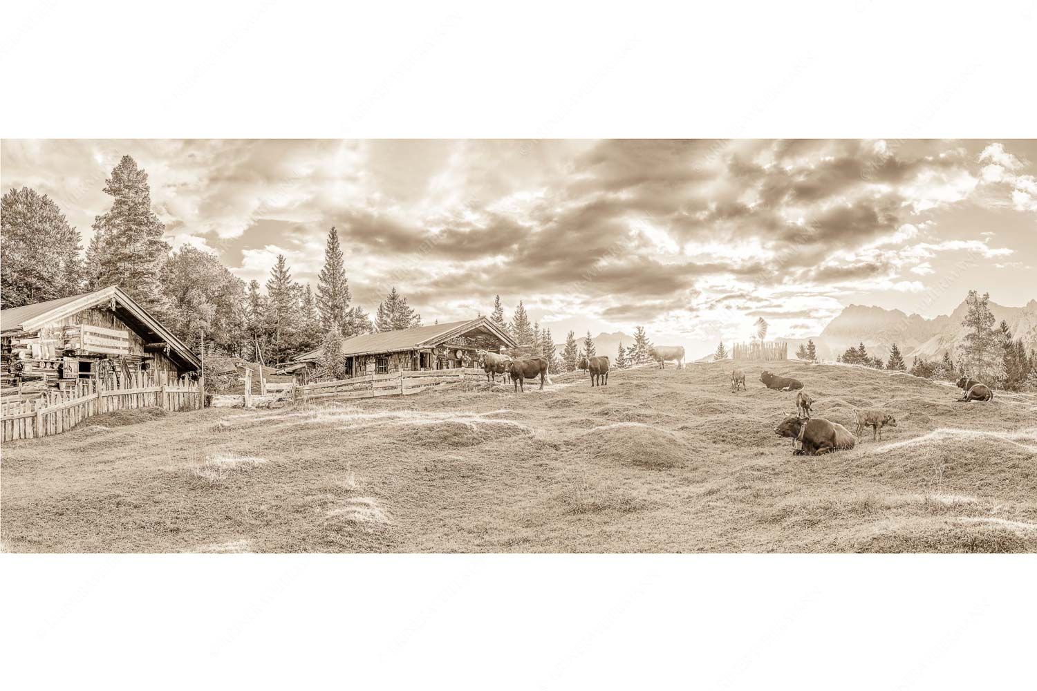 Friedliche Almwiese bei Mittenwald mit Karwendel im Morgenlicht