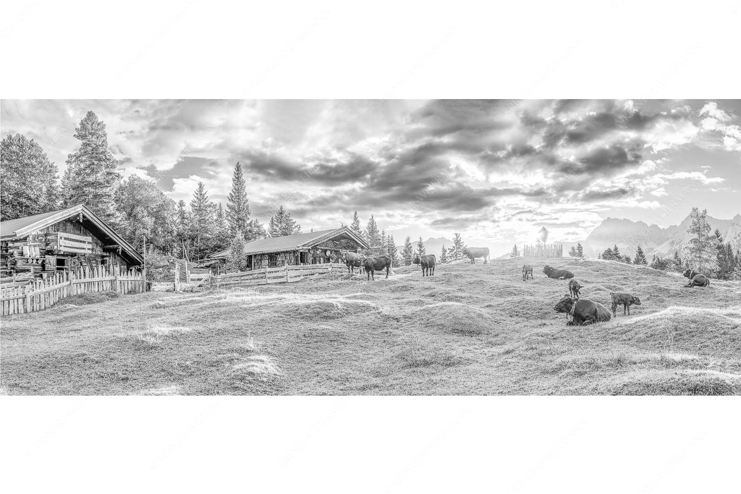 Friedliche Almwiese bei Mittenwald mit Karwendel im Morgenlicht