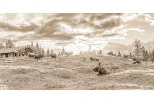 Friedliche Almwiese bei Mittenwald mit Karwendel im Morgenlicht - Oimarisch - Seitenverhältnis 2:1 - Mittenwald Buckelwiesen Alm - weitere Infos unter https://www.kriner-weiermann.de