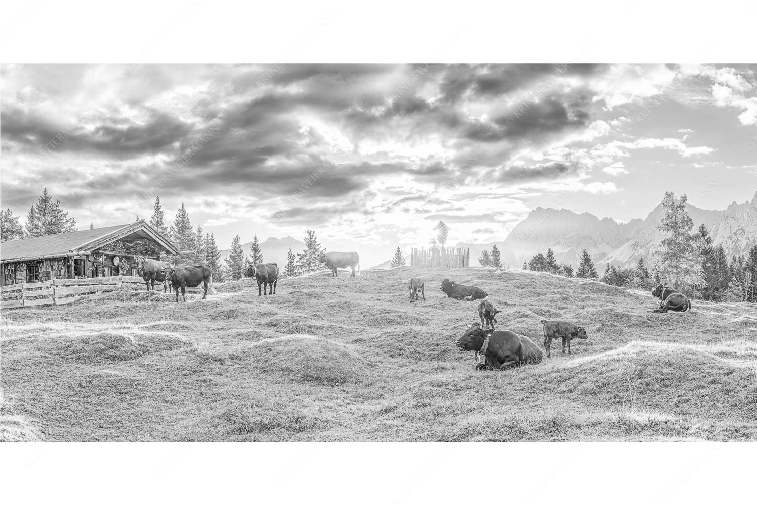 Friedliche Almwiese bei Mittenwald mit Karwendel im Morgenlicht