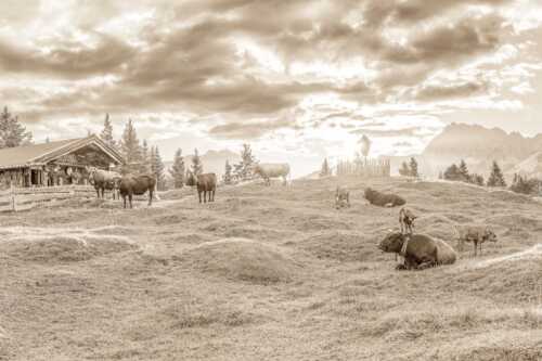 Friedliche Almwiese bei Mittenwald mit Karwendel im Morgenlicht - Oimarisch - Seitenverhältnis 3:2 - Mittenwald Buckelwiesen Alm - weitere Infos unter https://www.kriner-weiermann.de