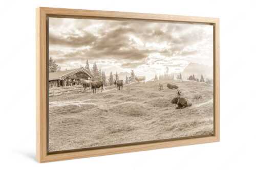 Friedliche Almwiese bei Mittenwald mit Karwendel im Morgenlicht - Oimarisch - Foto im Schattenfugen-Rahmen, Seitenverhältnis 3:2 - Mittenwald Buckelwiesen Alm - weitere Infos unter https://www.kriner-weiermann.de