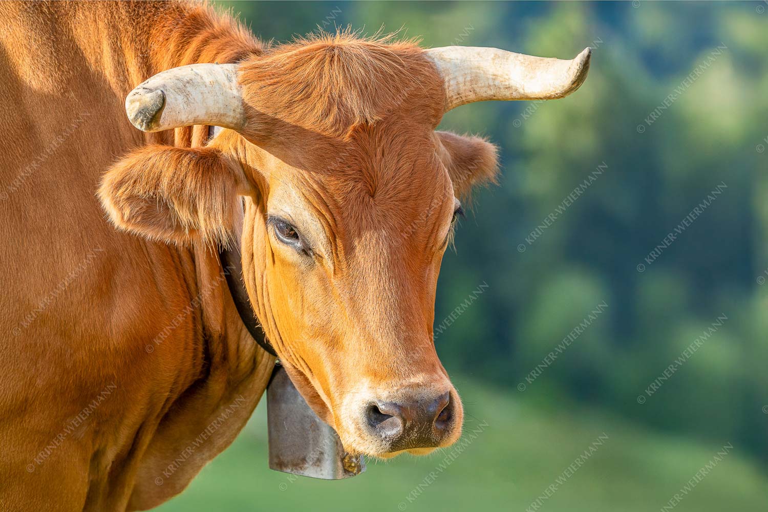 Porträt eines Murnau-Werdenfelser Ochsen im Estergebirge - Der Meister - Seitenverhältnis 3:2 - Murnau Werdenfelser Rind - weitere Infos unter https://www.kriner-weiermann.de
