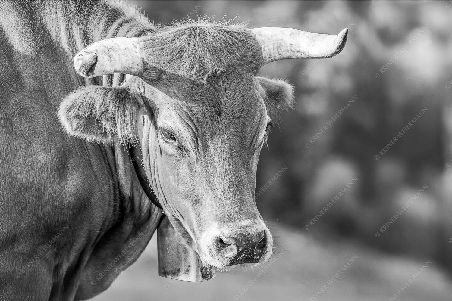 Porträt eines Murnau-Werdenfelser Ochsen im Estergebirge - Der Meister - Seitenverhältnis 3:2 - Murnau Werdenfelser Rind - weitere Infos unter https://www.kriner-weiermann.de