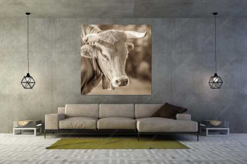 Porträt eines Murnau-Werdenfelser Ochsen im Estergebirge - Der Meister - Wandbild - Größe ca. 160x160cm, Seitenverhältnis 1:1 - Murnau Werdenfelser Rind - weitere Infos unter https://www.kriner-weiermann.de