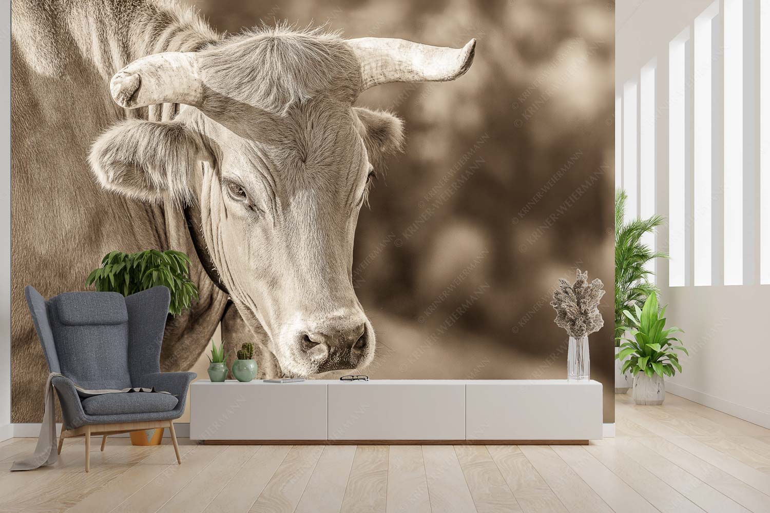 Der Meister – Fototapete – Größe ca. 300x200cm, Seitenverhältnis 3:2 — Murnau Werdenfelser Rind Porträt eines Murnau-Werdenfelser Ochsen im Estergebirge - Der Meister - Fototapete - Größe ca. 300x200cm, Seitenverhältnis 3:2 - Murnau Werdenfelser Rind - weitere Infos unter https://www.kriner-weiermann.de