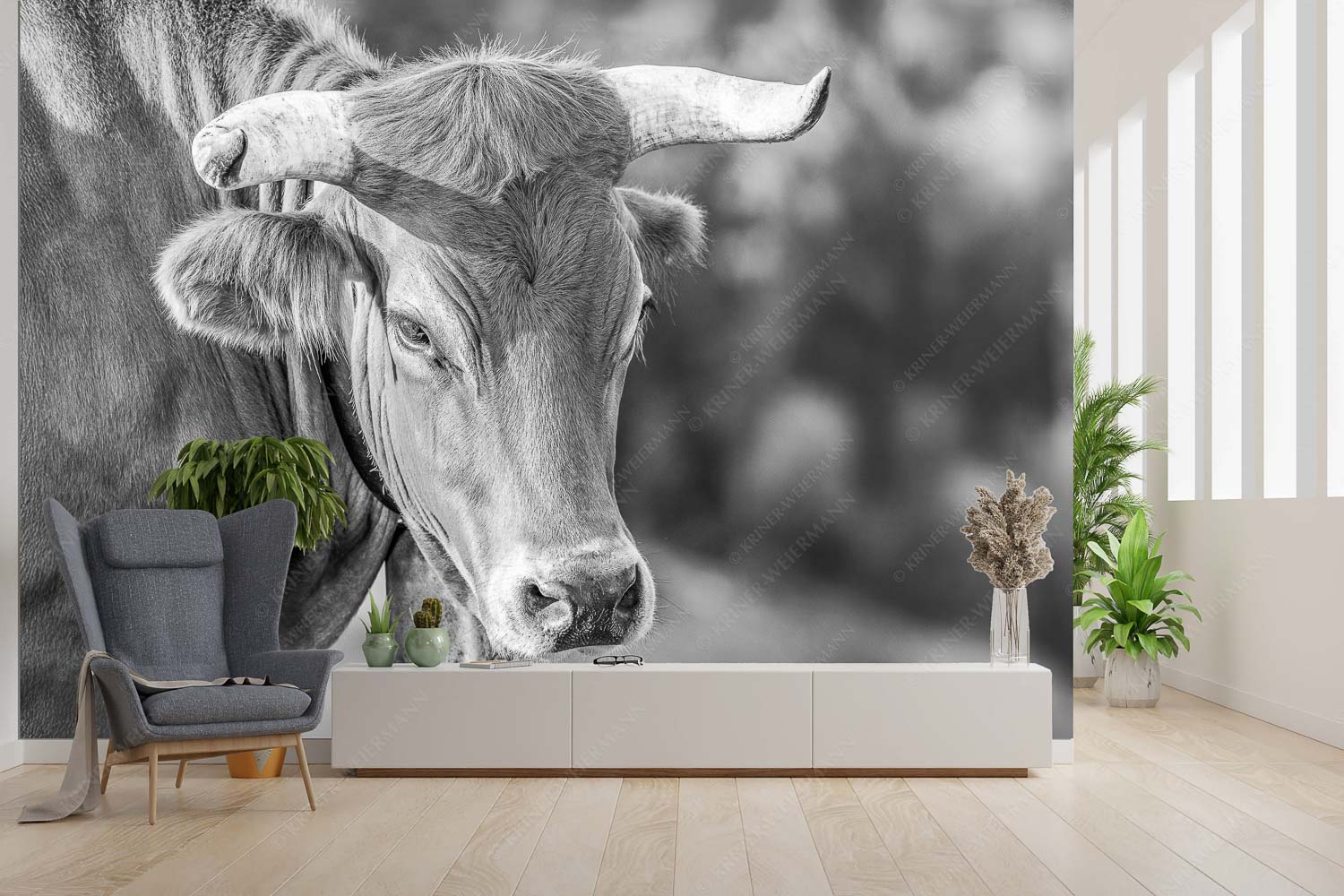 Der Meister – Fototapete – Größe ca. 300x200cm, Seitenverhältnis 3:2 — Murnau Werdenfelser Rind Porträt eines Murnau-Werdenfelser Ochsen im Estergebirge - Der Meister - Fototapete - Größe ca. 300x200cm, Seitenverhältnis 3:2 - Murnau Werdenfelser Rind - weitere Infos unter https://www.kriner-weiermann.de