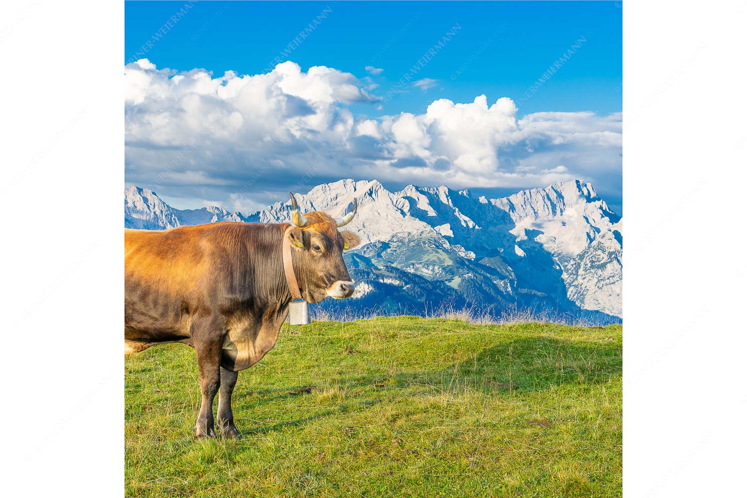 Murnau Werdenfelser Rind am Wank mit Wettersteingebirge - Echsla - Seitenverhältnis 1:1 - Werdenfelser Stier - weitere Infos unter https://www.kriner-weiermann.de