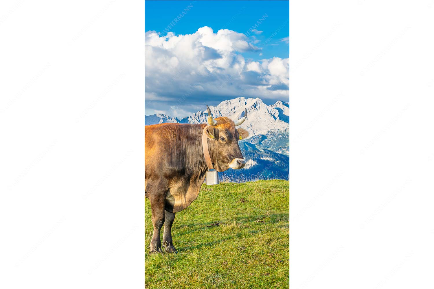 Murnau Werdenfelser Rind am Wank mit Wettersteingebirge - Echsla - Seitenverhältnis 1:2 - Werdenfelser Stier - weitere Infos unter https://www.kriner-weiermann.de