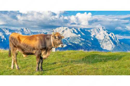 Murnau Werdenfelser Rind am Wank mit Wettersteingebirge - Echsla - Seitenverhältnis 2:1 - Werdenfelser Stier - weitere Infos unter https://www.kriner-weiermann.de
