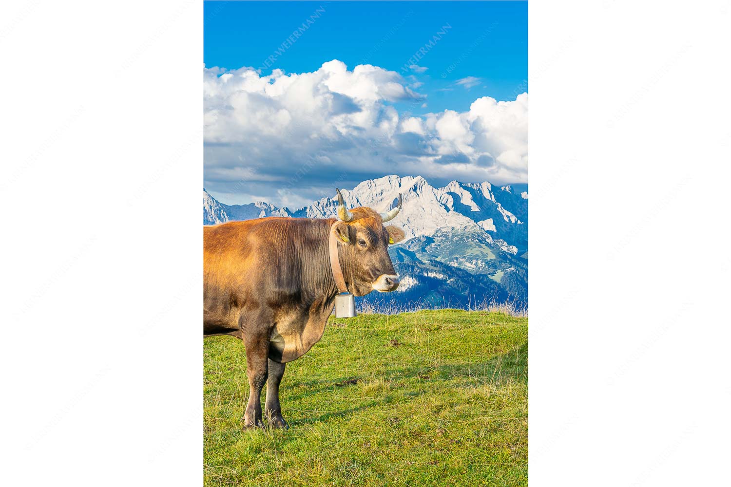 Murnau Werdenfelser Rind am Wank mit Wettersteingebirge