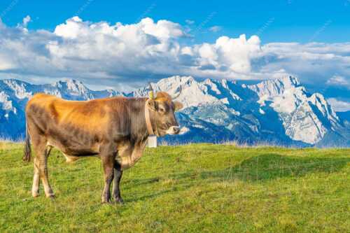 Murnau Werdenfelser Rind am Wank mit Wettersteingebirge - Echsla - Seitenverhältnis 3:2 - Werdenfelser Stier - weitere Infos unter https://www.kriner-weiermann.de