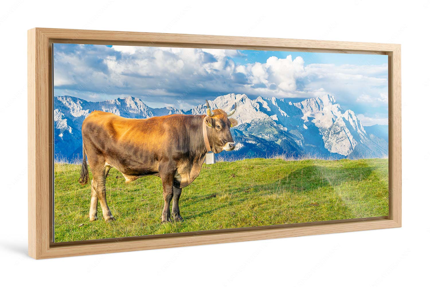 Echsla – Foto im Schattenfugen-Rahmen, Seitenverhältnis 2:1 — Werdenfelser Stier Murnau Werdenfelser Rind am Wank mit Wettersteingebirge - Echsla - Foto im Schattenfugen-Rahmen, Seitenverhältnis 2:1 - Werdenfelser Stier - weitere Infos unter https://www.kriner-weiermann.de