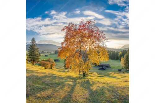 Herbststimmung an den Buckelwiesen zwischen Krün und Mittenwald - Goldene Zeiten - Seitenverhältnis 1:1 - Buckelwiesen Alpenwelt Karwendel - weitere Infos unter https://www.kriner-weiermann.de